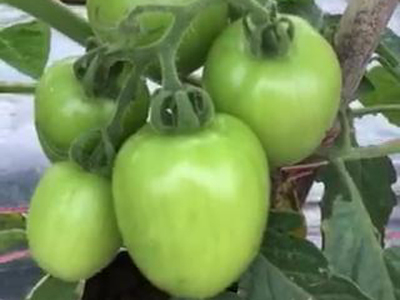 Cứu cây cà chua 30 ngày tuổi bị bệnh sắp nhổ bỏ